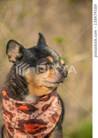 Chihuahua dog black with brown and white in a bandana on a nature background. Chihuahua dog black with brown and white in a bandana on a nature background. 138474389