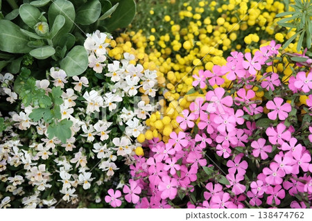 春天花壇盛開的白色中提琴花 138474762