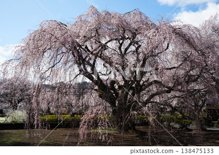 Yamanashi Prefecture, Jindai Park, Yamadaka Jindai Cherry Blossoms Yamanashi Prefecture, Jindai Park, Yamadaka Jindai Cherry Blossoms 138475133