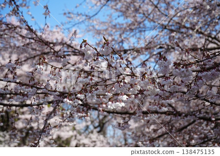 Yamanashi Prefecture, Jindai Park, Yamadaka Jindai Cherry Blossoms Yamanashi Prefecture, Jindai Park, Yamadaka Jindai Cherry Blossoms 138475135