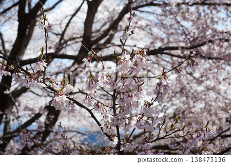 山梨縣神代公園、山高神代櫻花 山梨縣神代公園、山高神代櫻花 138475136