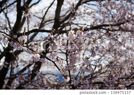 Yamanashi Prefecture, Jindai Park, Yamadaka Jindai Cherry Blossoms Yamanashi Prefecture, Jindai Park, Yamadaka Jindai Cherry Blossoms 138475137