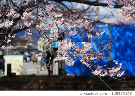 Yamanashi Prefecture, Jindai Park, Yamadaka Jindai Cherry Blossoms Yamanashi Prefecture, Jindai Park, Yamadaka Jindai Cherry Blossoms 138475148