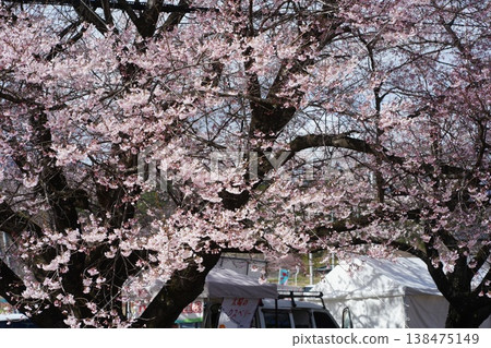 Yamanashi Prefecture, Jindai Park, Yamadaka Jindai Cherry Blossoms Yamanashi Prefecture, Jindai Park, Yamadaka Jindai Cherry Blossoms 138475149
