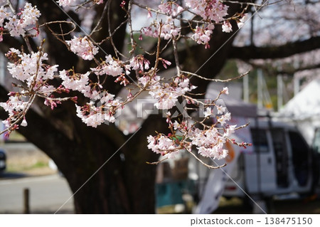 Yamanashi Prefecture, Jindai Park, Yamadaka Jindai Cherry Blossoms Yamanashi Prefecture, Jindai Park, Yamadaka Jindai Cherry Blossoms 138475150