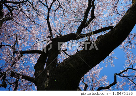 Yamanashi Prefecture, Jindai Park, Yamadaka Jindai Cherry Blossoms Yamanashi Prefecture, Jindai Park, Yamadaka Jindai Cherry Blossoms 138475156