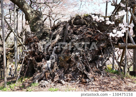 Yamanashi Prefecture, Jindai Park, Yamadaka Jindai Cherry Blossoms Yamanashi Prefecture, Jindai Park, Yamadaka Jindai Cherry Blossoms 138475158