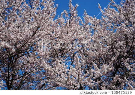 Yamanashi Prefecture, Jindai Park, Yamadaka Jindai Cherry Blossoms Yamanashi Prefecture, Jindai Park, Yamadaka Jindai Cherry Blossoms 138475159