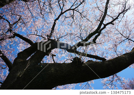 Yamanashi Prefecture, Jindai Park, Yamadaka Jindai Cherry Blossoms Yamanashi Prefecture, Jindai Park, Yamadaka Jindai Cherry Blossoms 138475173