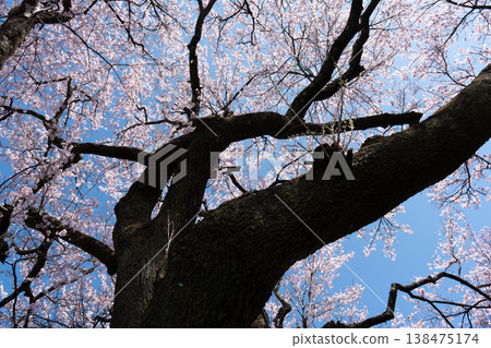 Yamanashi Prefecture, Jindai Park, Yamadaka Jindai Cherry Blossoms Yamanashi Prefecture, Jindai Park, Yamadaka Jindai Cherry Blossoms 138475174