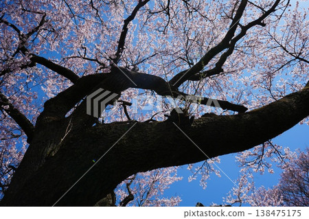 Yamanashi Prefecture, Jindai Park, Yamadaka Jindai Cherry Blossoms Yamanashi Prefecture, Jindai Park, Yamadaka Jindai Cherry Blossoms 138475175