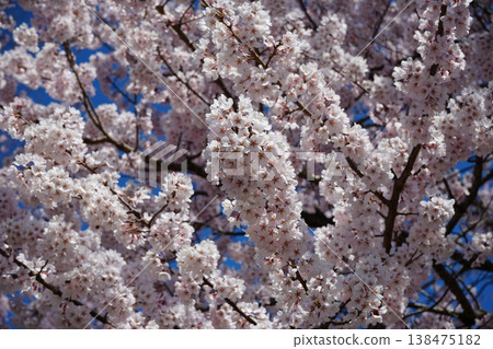 Yamanashi Prefecture, Jindai Park, Yamadaka Jindai Cherry Blossoms Yamanashi Prefecture, Jindai Park, Yamadaka Jindai Cherry Blossoms 138475182