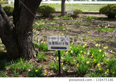Yamanashi Prefecture, Jindai Park, Yamadaka Jindai Cherry Blossoms Yamanashi Prefecture, Jindai Park, Yamadaka Jindai Cherry Blossoms 138475186