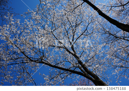 Yamanashi Prefecture, Jindai Park, Yamadaka Jindai Cherry Blossoms Yamanashi Prefecture, Jindai Park, Yamadaka Jindai Cherry Blossoms 138475188