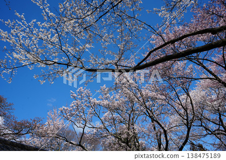 Yamanashi Prefecture, Jindai Park, Yamadaka Jindai Cherry Blossoms Yamanashi Prefecture, Jindai Park, Yamadaka Jindai Cherry Blossoms 138475189
