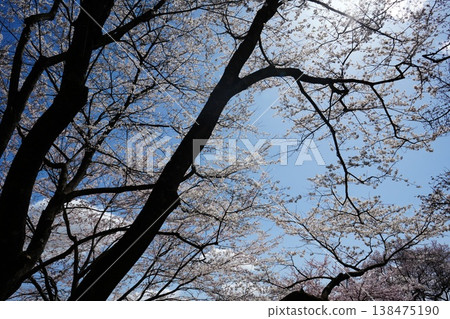 Yamanashi Prefecture, Jindai Park, Yamadaka Jindai Cherry Blossoms Yamanashi Prefecture, Jindai Park, Yamadaka Jindai Cherry Blossoms 138475190