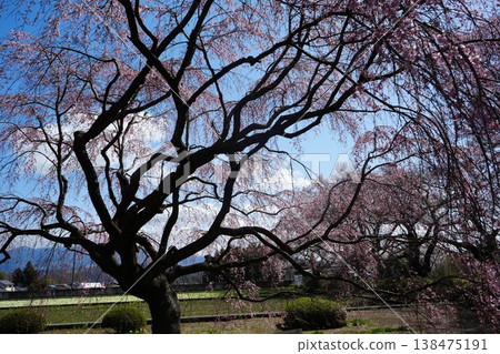 Yamanashi Prefecture, Jindai Park, Yamadaka Jindai Cherry Blossoms Yamanashi Prefecture, Jindai Park, Yamadaka Jindai Cherry Blossoms 138475191