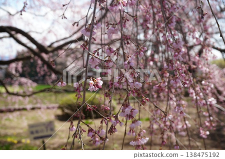Yamanashi Prefecture, Jindai Park, Yamadaka Jindai Cherry Blossoms Yamanashi Prefecture, Jindai Park, Yamadaka Jindai Cherry Blossoms 138475192