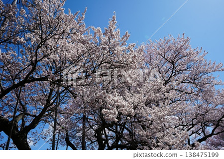 Yamanashi Prefecture, Jindai Park, Yamadaka Jindai Cherry Blossoms Yamanashi Prefecture, Jindai Park, Yamadaka Jindai Cherry Blossoms 138475199