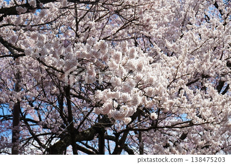 Yamanashi Prefecture, Jindai Park, Yamadaka Jindai Cherry Blossoms Yamanashi Prefecture, Jindai Park, Yamadaka Jindai Cherry Blossoms 138475203
