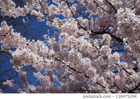 Yamanashi Prefecture, Jindai Park, Yamadaka Jindai Cherry Blossoms Yamanashi Prefecture, Jindai Park, Yamadaka Jindai Cherry Blossoms 138475204