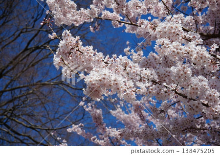 Yamanashi Prefecture, Jindai Park, Yamadaka Jindai Cherry Blossoms Yamanashi Prefecture, Jindai Park, Yamadaka Jindai Cherry Blossoms 138475205