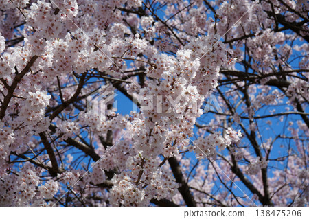 Yamanashi Prefecture, Jindai Park, Yamadaka Jindai Cherry Blossoms Yamanashi Prefecture, Jindai Park, Yamadaka Jindai Cherry Blossoms 138475206