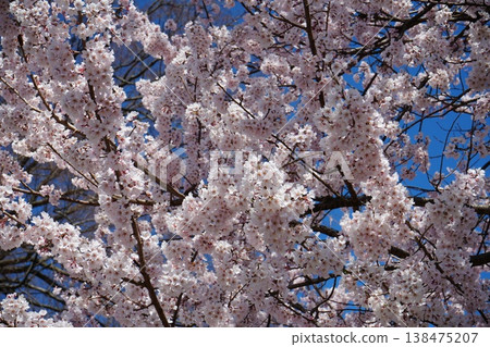 Yamanashi Prefecture, Jindai Park, Yamadaka Jindai Cherry Blossoms Yamanashi Prefecture, Jindai Park, Yamadaka Jindai Cherry Blossoms 138475207