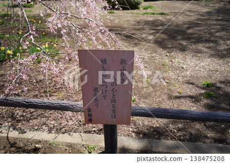 Yamanashi Prefecture, Jindai Park, Yamadaka Jindai Cherry Blossoms Yamanashi Prefecture, Jindai Park, Yamadaka Jindai Cherry Blossoms 138475208