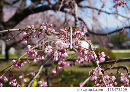 Yamanashi Prefecture, Jindai Park, Yamadaka Jindai Cherry Blossoms Yamanashi Prefecture, Jindai Park, Yamadaka Jindai Cherry Blossoms 138475209