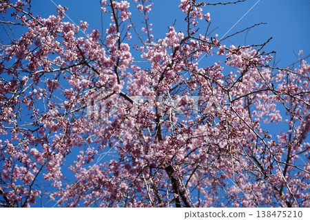 Yamanashi Prefecture, Jindai Park, Yamadaka Jindai Cherry Blossoms Yamanashi Prefecture, Jindai Park, Yamadaka Jindai Cherry Blossoms 138475210
