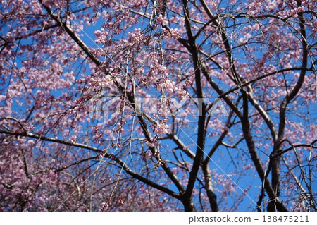 Yamanashi Prefecture, Jindai Park, Yamadaka Jindai Cherry Blossoms Yamanashi Prefecture, Jindai Park, Yamadaka Jindai Cherry Blossoms 138475211
