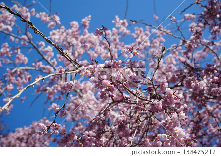 Yamanashi Prefecture, Jindai Park, Yamadaka Jindai Cherry Blossoms Yamanashi Prefecture, Jindai Park, Yamadaka Jindai Cherry Blossoms 138475212