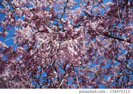 Yamanashi Prefecture, Jindai Park, Yamadaka Jindai Cherry Blossoms Yamanashi Prefecture, Jindai Park, Yamadaka Jindai Cherry Blossoms 138475213