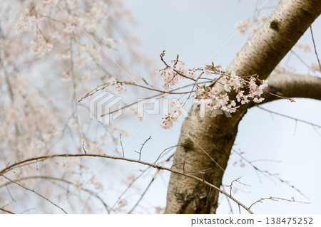 櫻花盛開 櫻花盛開 138475252