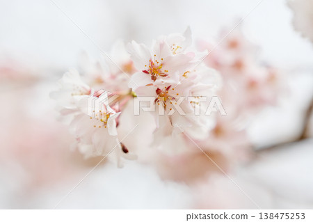 Up of cherry blossoms Up of cherry blossoms 138475253