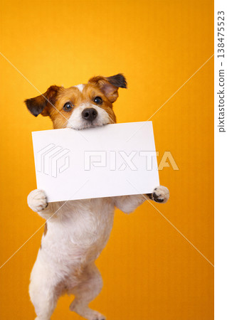 Adorable terrier holding a blank white card Adorable terrier holding a blank white card 138475523