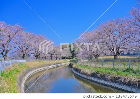 Minuma Rice Fields Cherry Blossom Corridor: Full bloom Somei Yoshino cherry blossoms and waterside scenery Minuma Rice Fields Cherry Blossom Corridor: Full bloom Somei Yoshino cherry blossoms and waterside scenery 138475579