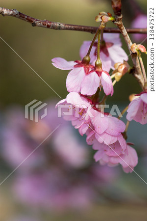 Cherry blossoms Kawazu cherry blossoms Cherry blossoms Kawazu cherry blossoms 138475722