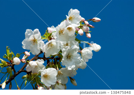櫻花山櫻 櫻花山櫻 138475848