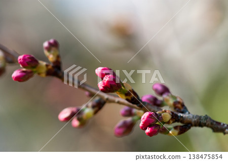 櫻花，思魚川櫻花花蕾 138475854
