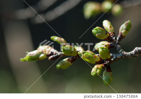 Cherry blossoms, Oshima cherry blossom buds Cherry blossoms, Oshima cherry blossom buds 138475884