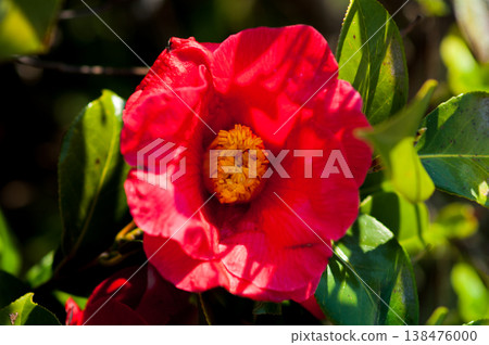 Snowy camellia flower Snowy camellia flower 138476000