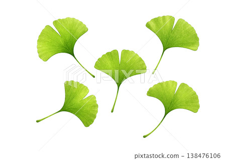 Ginkgo leaf watercolor illustration, multiple natural leaf elements, simple plant arrangement of fresh green leaves. 138476106