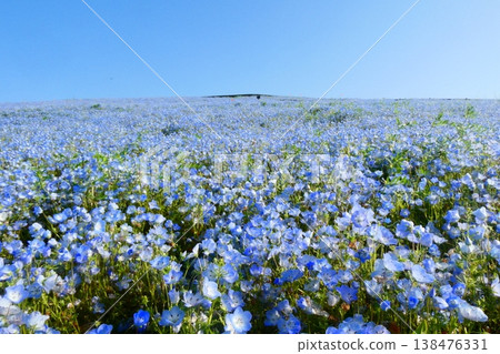 日立海濱公園的Nemophila 138476331