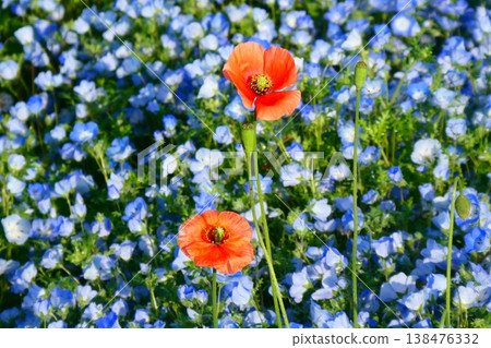 日立海濱公園的粉蝶花和罌粟花 138476332