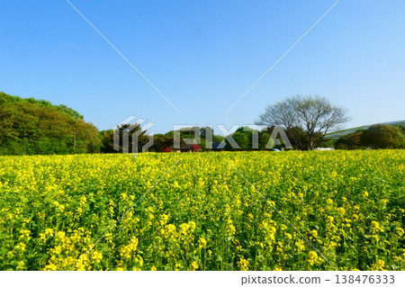 在日立海灘公園強姦花朵 在日立海灘公園強姦花朵 138476333