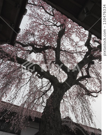 景觀與垂枝櫻花 138476334