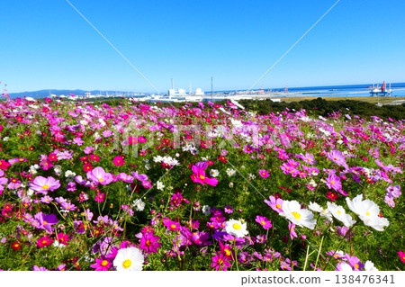 Hitachi Seaside Park Cosmos Hitachi Seaside Park Cosmos 138476341