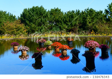 日立海濱公園：水上花卉 138476343